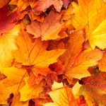 autumn leaves new_0